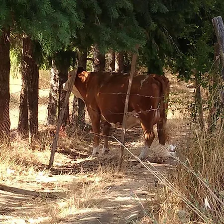 La Dimora Di Ada Camigliatello Silano
