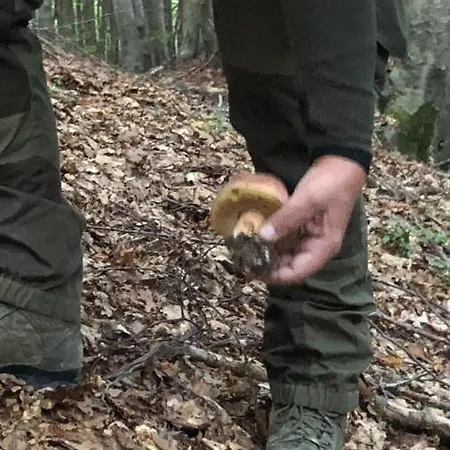 La Dimora Di Ada Gæstehus Camigliatello Silano
